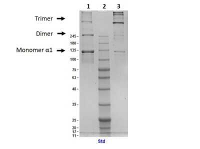 SDS-PAGE: Collagen III alpha 1/COL3A1 Native Protein [NBP1-97267]